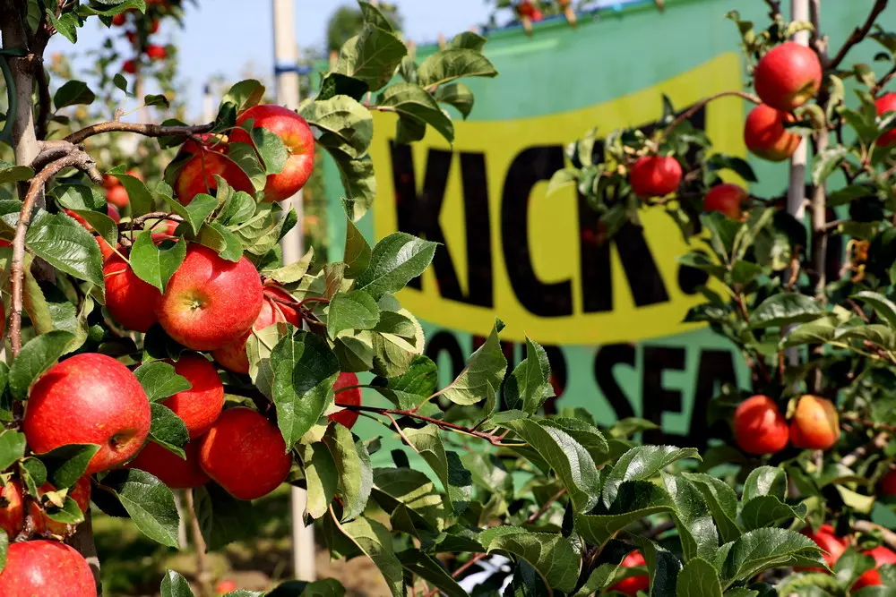 Eerste Kick! appels geveild