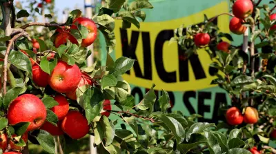 Erste Kick!-&Auml;pfel versteigert