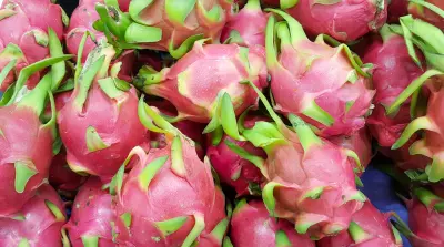 Klimawandel erm&ouml;glicht Anbau von Drachenfr&uuml;chten in Spanien