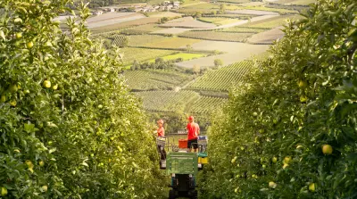 Gute Apfelernte im Vinschgau dank g&uuml;nstigem Mikroklima zwischen den Bergen