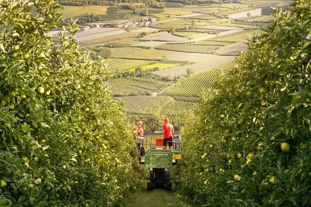 Gute Apfelernte im Vinschgau dank g&uuml;nstigem Mikroklima zwischen den Bergen